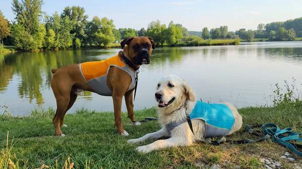 Stuck on Insufficient Dog Exercise? How Zen Pet Care Services Helps Boise Pet Owners